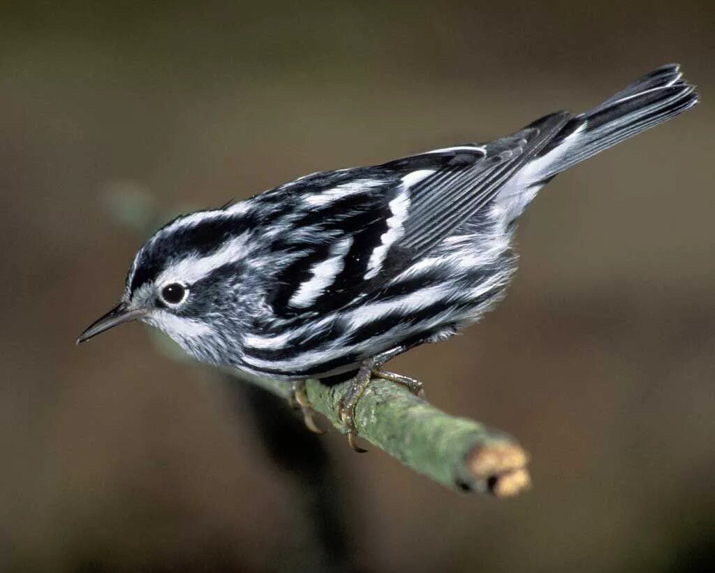 Пегий певун / Black-and-White Warbler (Mniotilta Varia). Полосатая птица. Маленькая птичка белая с черным. Белая птичка с черными полосками.