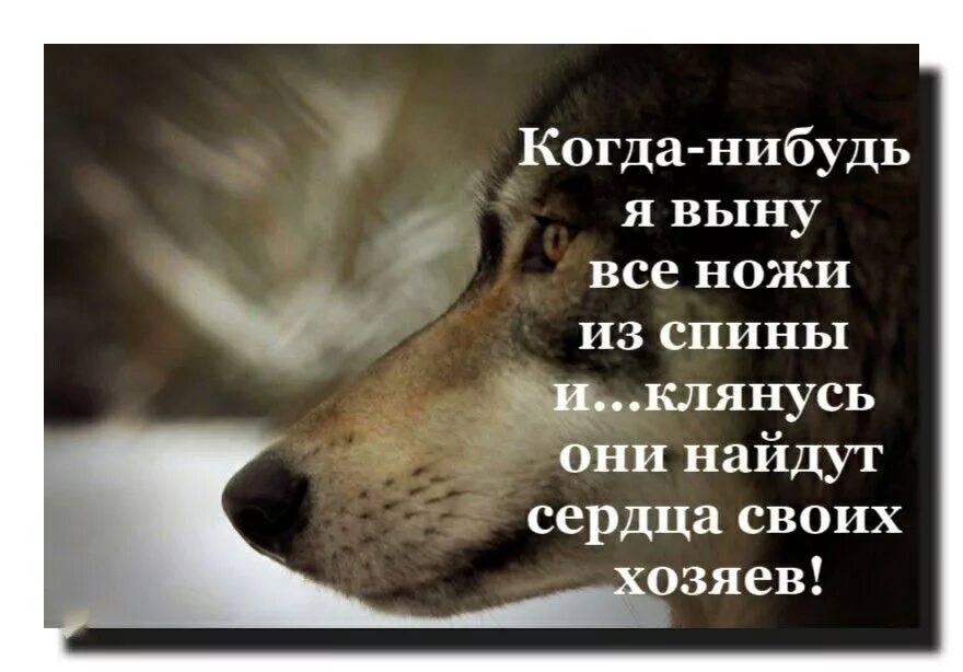 В спину ножевое песня. Цитаты про Волков со смыслом. Статусы с волками. Цитаты про нож в спину от близких. Цитаты волка.