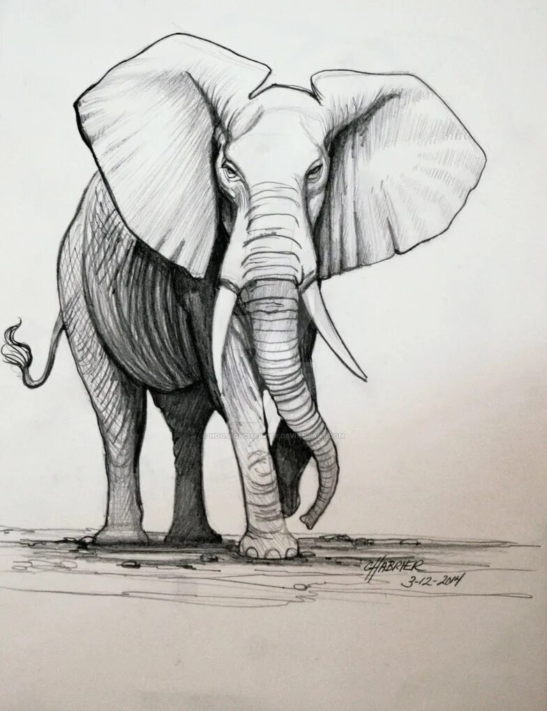 Слон нарисовать. Слон карандашом. Слоны карандашом. Слон для срисовки. Зарисовки слона.