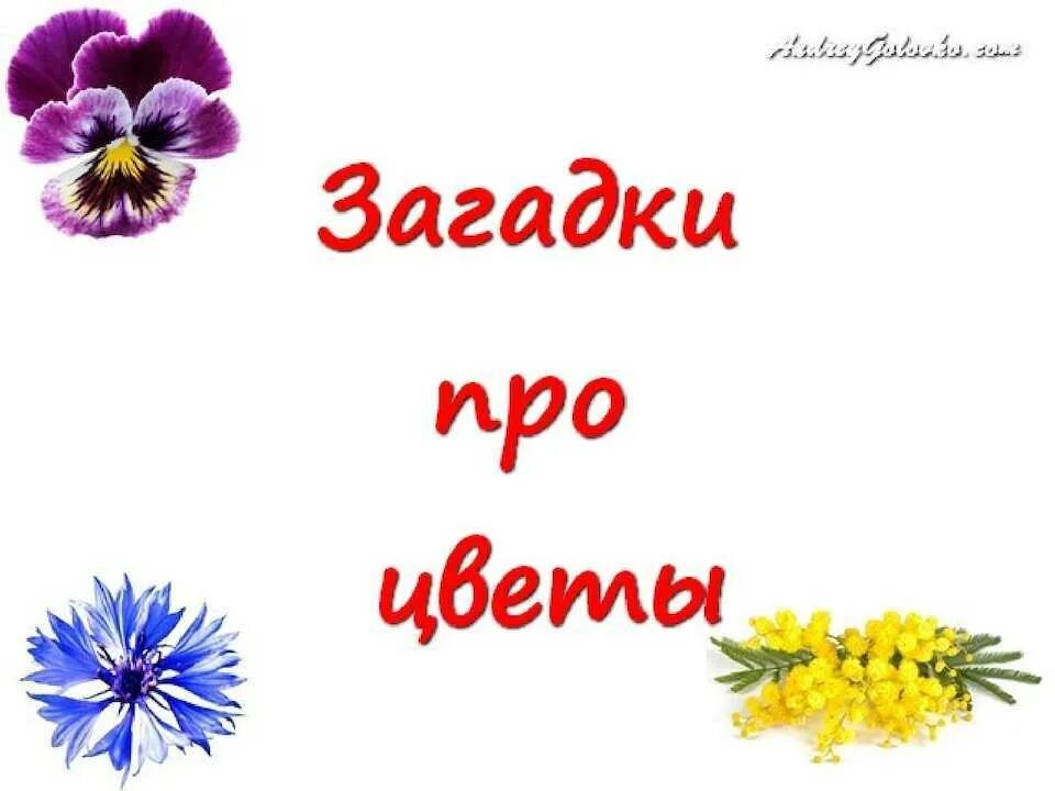 Загадки про цветы. Загадки про цветы для детей. Загадки про цветы для дошкольников. Загадки о цветах для дошкольников. Загадка ответ цветы для детей