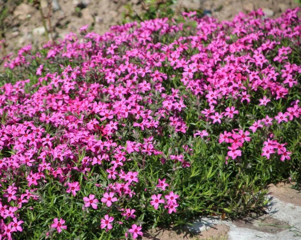 Флокс шиловидный Атропурпуреа. Флокс шиловидный Atropurpurea. Флокс шиловидный subulata. Флокс шиловидный Линденталь. Флокс шиловидный многолетний описание