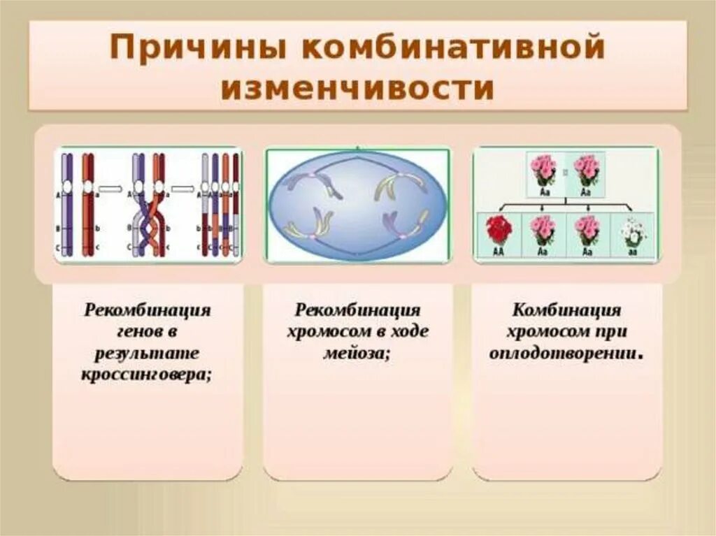 Комбинативная изменчивость причины возникновения. Причины комбинативной изменчивости. Причины изменчивости комбинативной изменчивости. Комбинативнаяизменсивость. Перекомбинация генов в мейозе