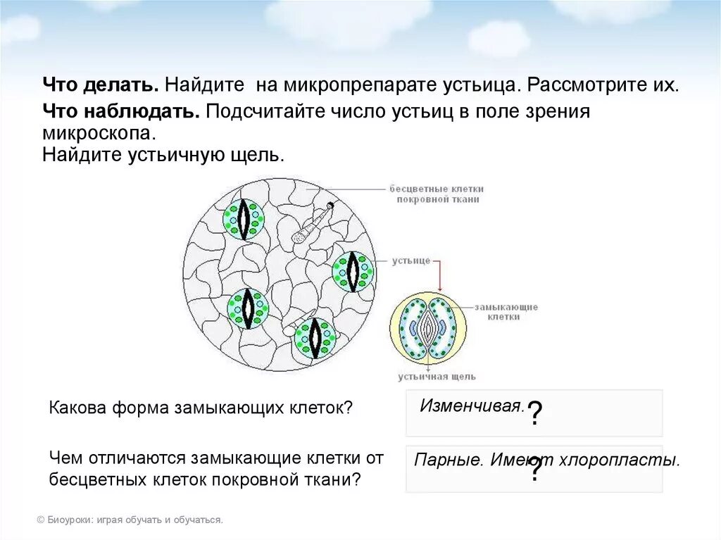 Хлоропласты листа герани. Клетка эпидермиса листа герани. Строение эпидермиса листа герани. Строение клетки эпидермиса листа герани. Строение эпидермы листа герани.