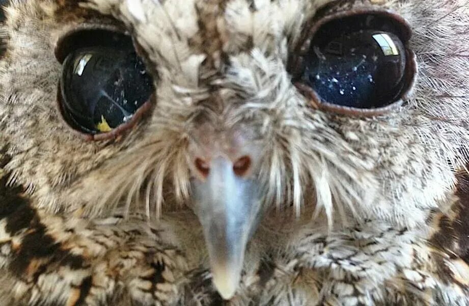 Слепой Совенок Зевс. Глаз птицы. Глаза Совы. Сова с космическими глазами.