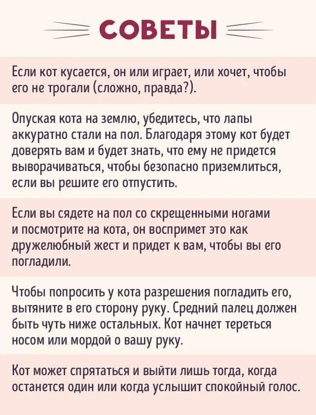 Как понять что хочет кот. Общий язык со своим котом. Как найти общий язык со своим котом. Как понять свою кошку. Как узнать кошачий язык.