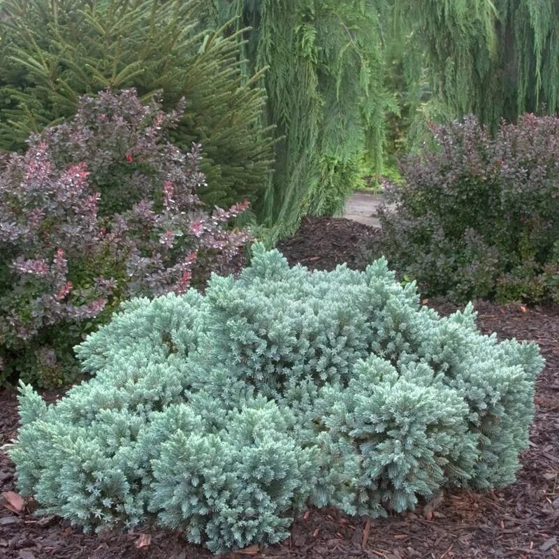 Можжевельник чешуйчатый Блу стар (Juniperus squamata Blue Star), цена в Перми от