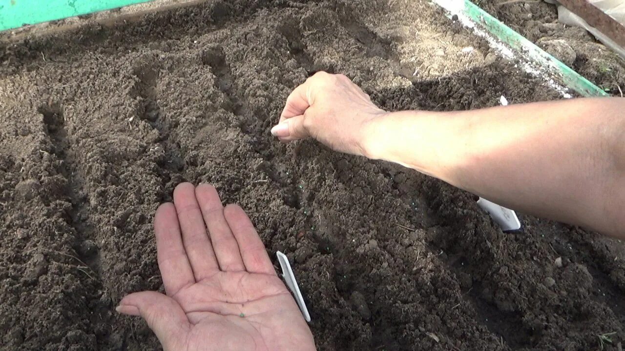 Сеем в зиму семена