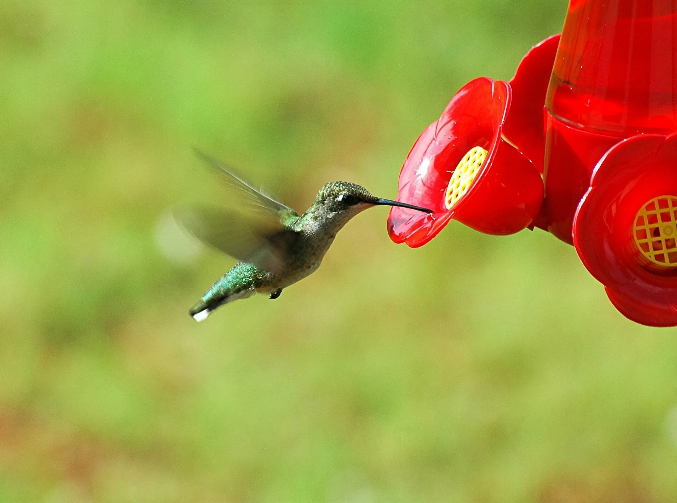 Колибри нектар. Hummingbird Feeder. Колибри. Клюв Колибри. Колибри в дикой природе.