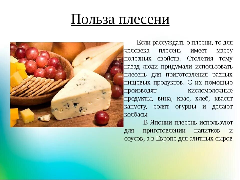 Белая плесень польза и вред. Вред и польза плесени. Польза плесневых грибов. Полезная плесень виды. Сыр с плесенью польза.