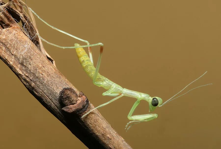 Личинка богомола обыкновенного. Богомол Hierodula transcaucasica. Богомол Mantis religiosa самка. Древесный богомол Hierodula SP. Vietnam.