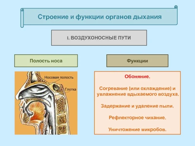 Функции воздухоносных путей человека. Орган обоняния анатомия функции. орган обоняния анатомия строение и функции. носовая полость строение и функции. функции воздухоносных путей анатомия.
