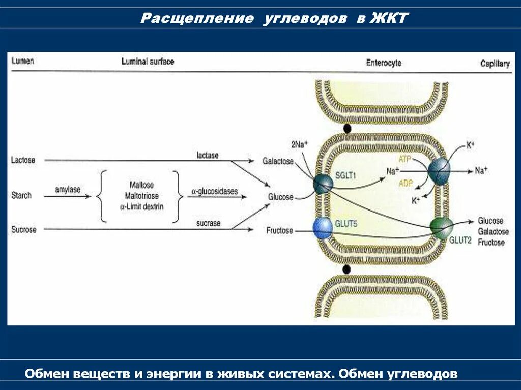 Расщепление углеводов в организме человека происходит. Расщепление углеводов в ЖКТ. Расщепление углеводов биохимия. Расщепление углеводов в пищеварительном тракте. Начальное расщепление углеводов происходит.