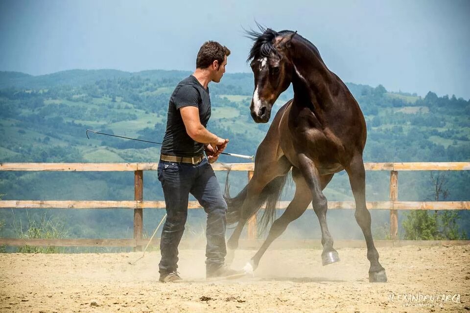 Турецкий конь. Держи коней. Мужчина на коне. Парень на лошади. Ковбой ведет лошадь.