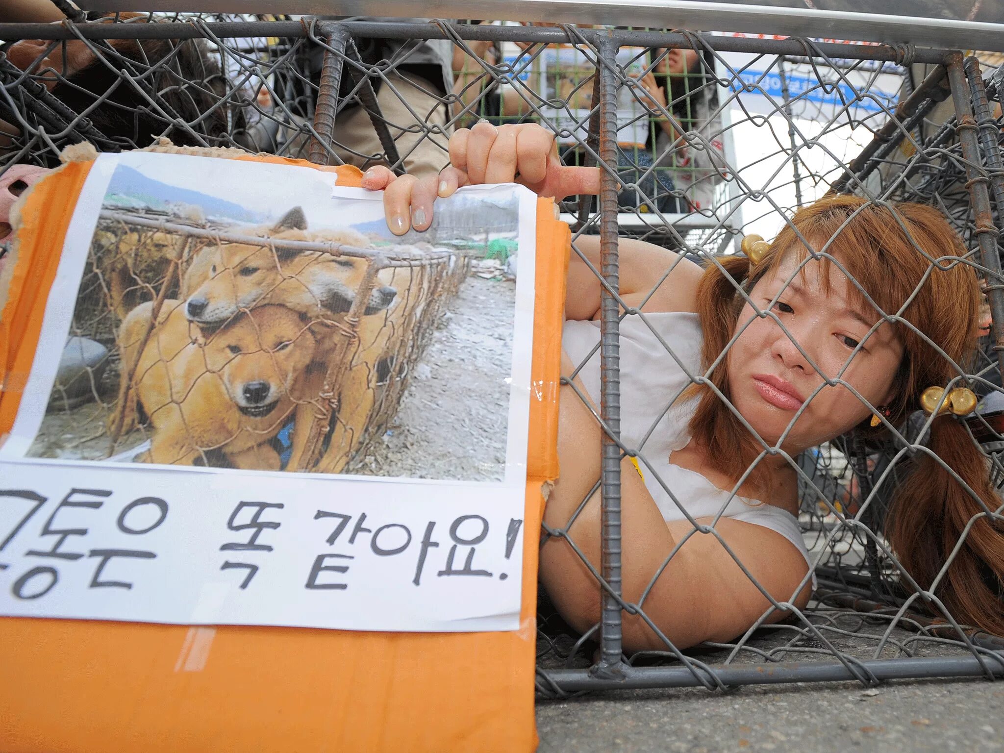 Рынок собачьего мяса в Южной Корее. Рынок собачатины в Корее.