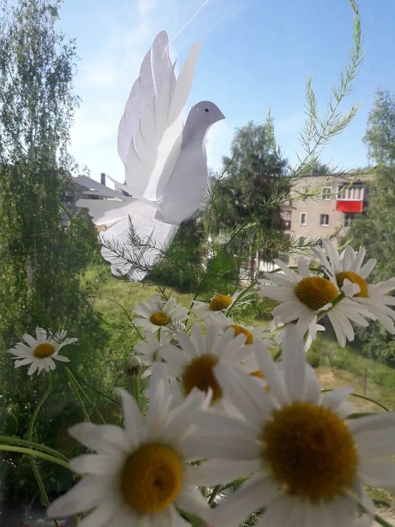 С добрым утром голуба