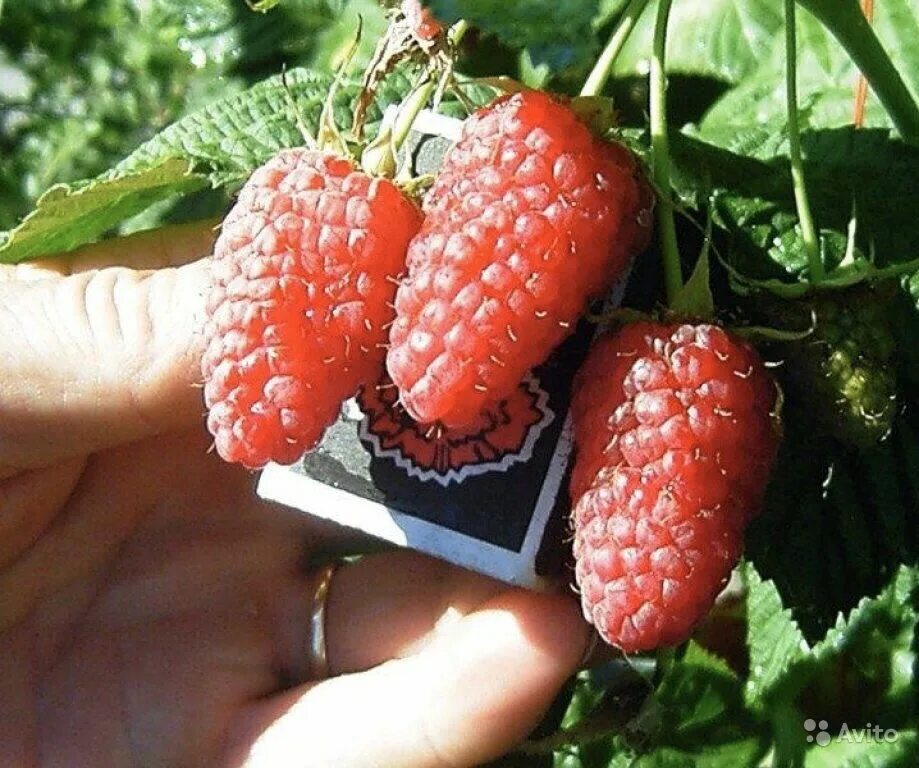 Сорт малиновое дерево "таруса". Малиновое дерево галактика. Сорт малиновое дерево "таруса". Малиновое дерево сорт крепыш. Малина сорт таруса.