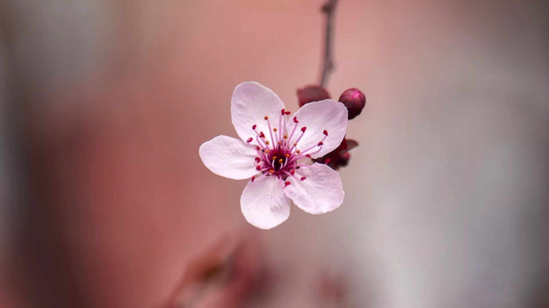 Черри блоссом цветок. Цветы Сакуры. Цветы вишня Сакура. Сакура близко цветок. Бутон сакуры