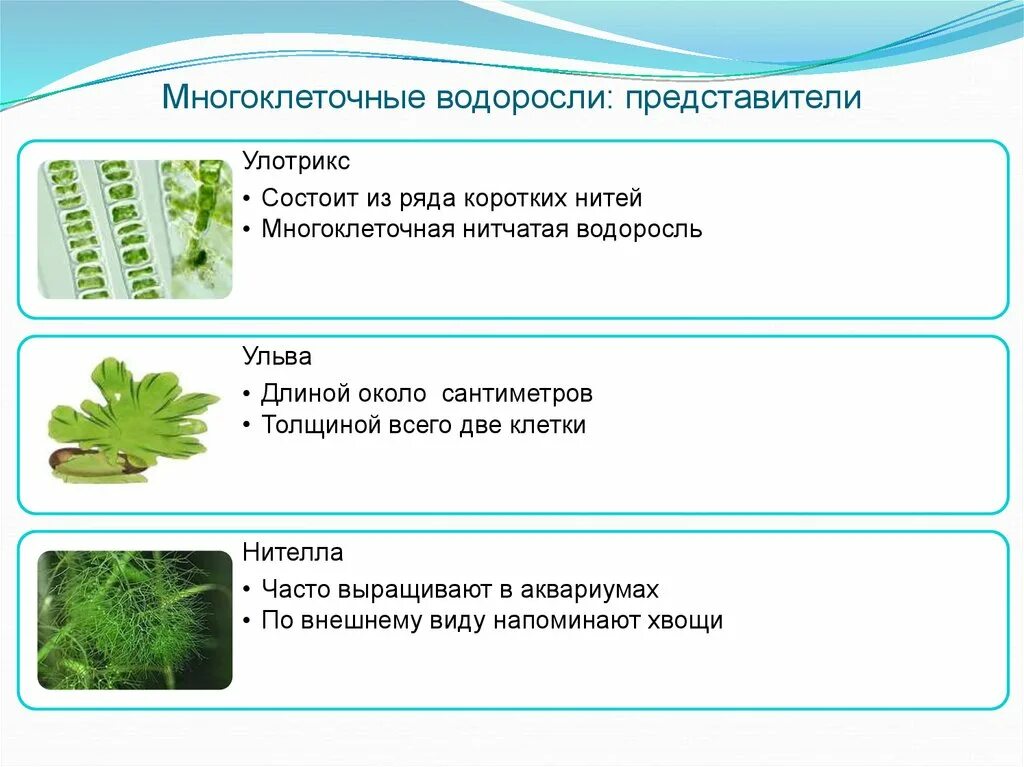 Критерии водорослей. Многоклеточные зеленые водоросли 5 класс. Зелёные многоклеточные водоросли представители. Многоклеточные зеленые водоросли характеристика. Многоклеточные зеленые водоросли 6 класс.