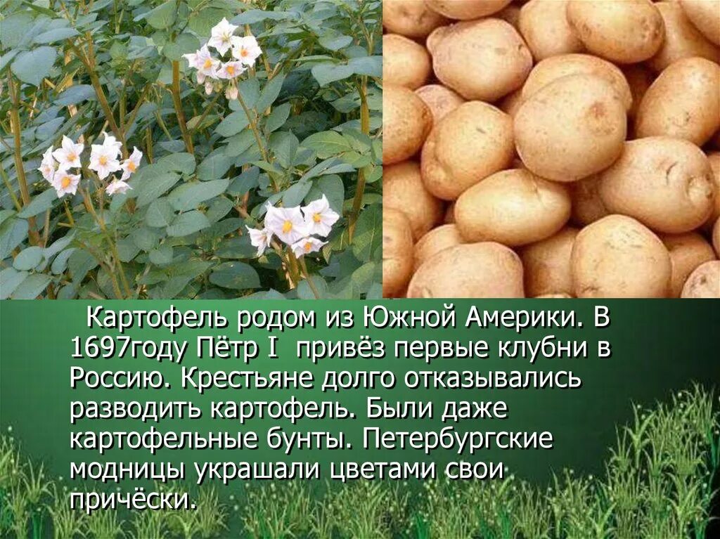 Какие культурные растения завезены. Картофель культурное растение. Сообщение о кукльтурном раст.