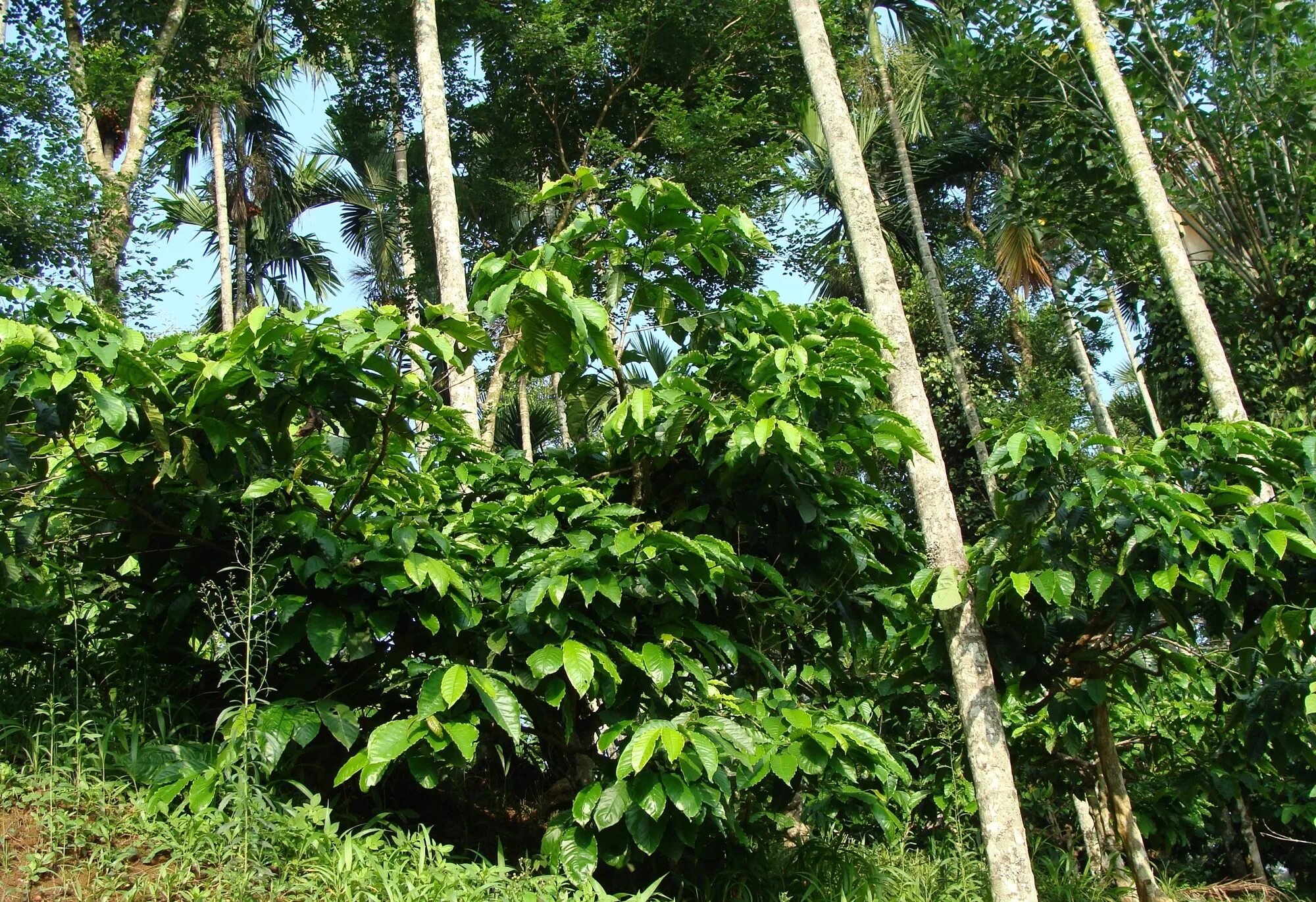 Плантации тропических деревьев. Робуста (coffea canephora). coffea arabica плантации. robusta кофейное дерево. coffea canephora плантации.