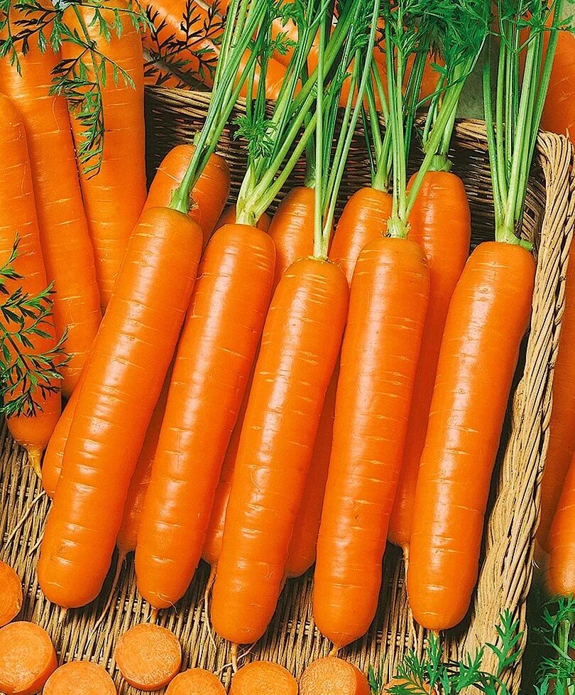 Семена овощей цена. Морковь Ройал форто. Морковь Нантская красная. Морковь семена каррот Голанские. Морковь сопрано семена.