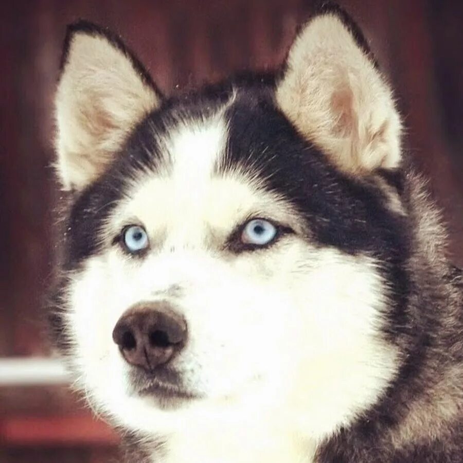 Хаски валяние из шерсти. Алиса хаску. Хаски алиса. Валяная хаски. Игрушечные хаски.