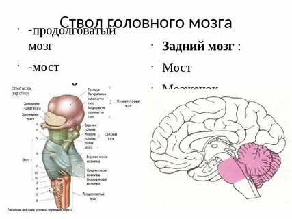 Ствол мозга анатомия