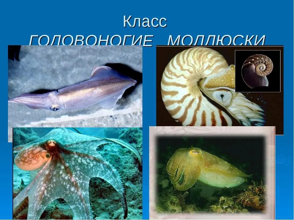 Строение головоногих моллюсков. Головоногие моллюски 7 класс биология. Класс головоногие биология 7 класс. Пять представителей головоногих моллюсков. Роль головоногих