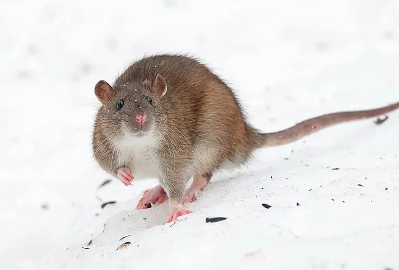 Серая крыса. Крыса серая снежный. Крыса серая с белым брюшком и лапками. Серая крыса следы. Серая крыса направление эволюции
