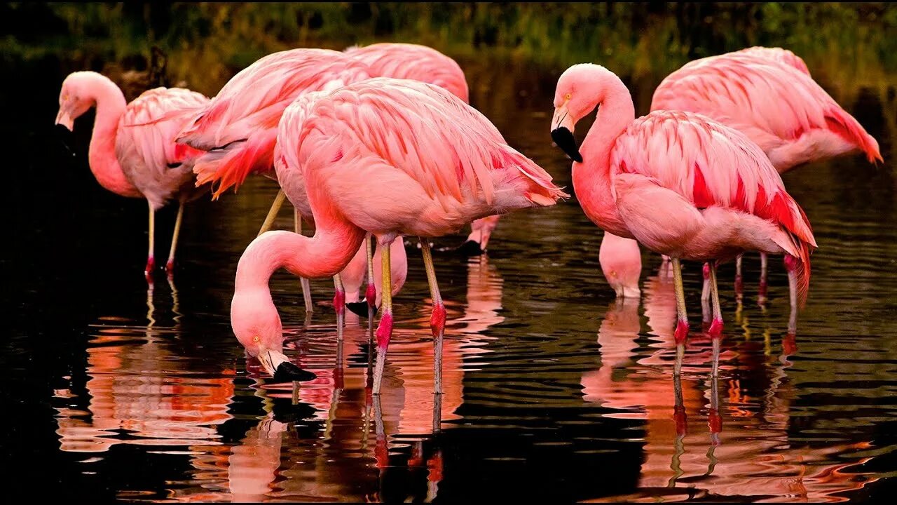Влюбленные фламинго. Розовый фламинго символ. Фламинго в греции. Розовый фламинго смысл. На какой реке фламинго.