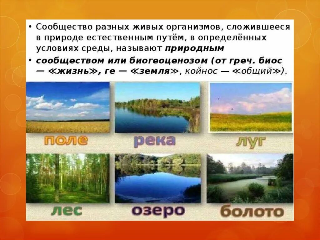 Доклад на тему природное сообщество. Природные сообщества. Сообщение о природном сообществе. Сообщества в природе. Природные сообщества презентация.