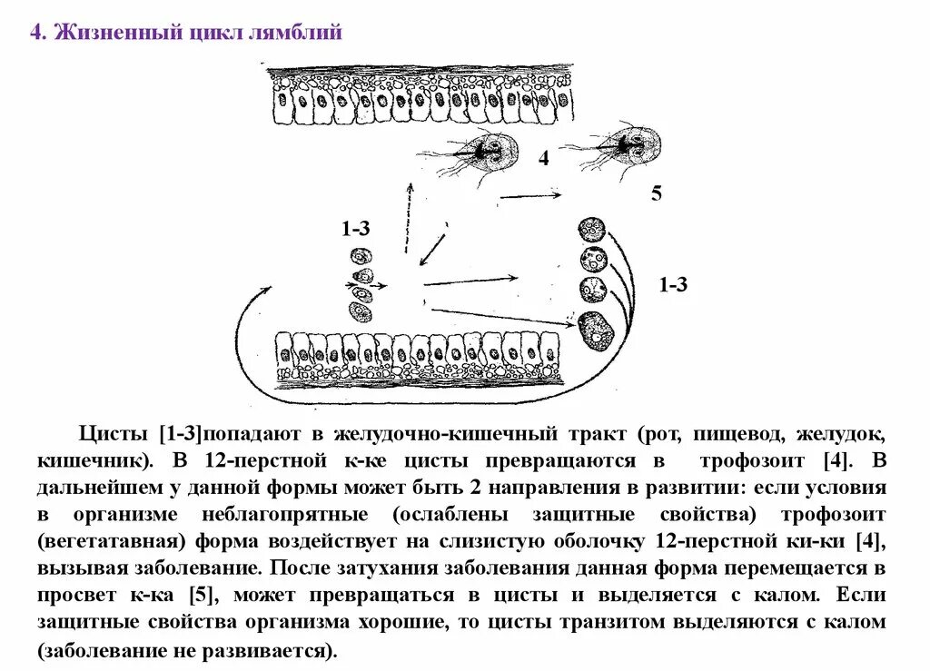 Стадии жизненного цикла цисты. Лямблия кишечная цикл развития. Цикл развития лямблиоза схема. Цикл развития кишечной лямблии. Лямблиоз патогенез схема.