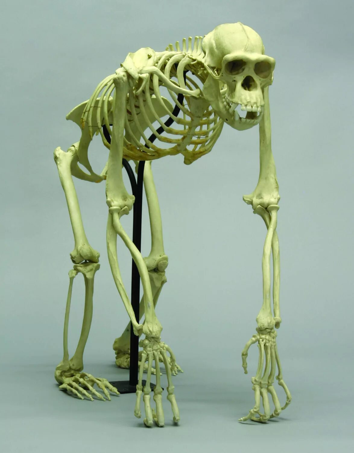 Скелет обезьяны. Кости шимпанзе. Скелет примата. Обезьяний скелет.
