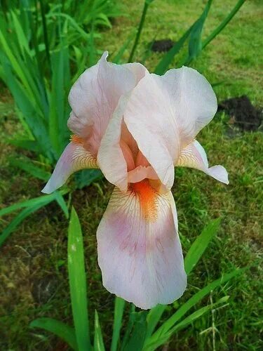 Iris 0.5 1. Iris 0.5 1