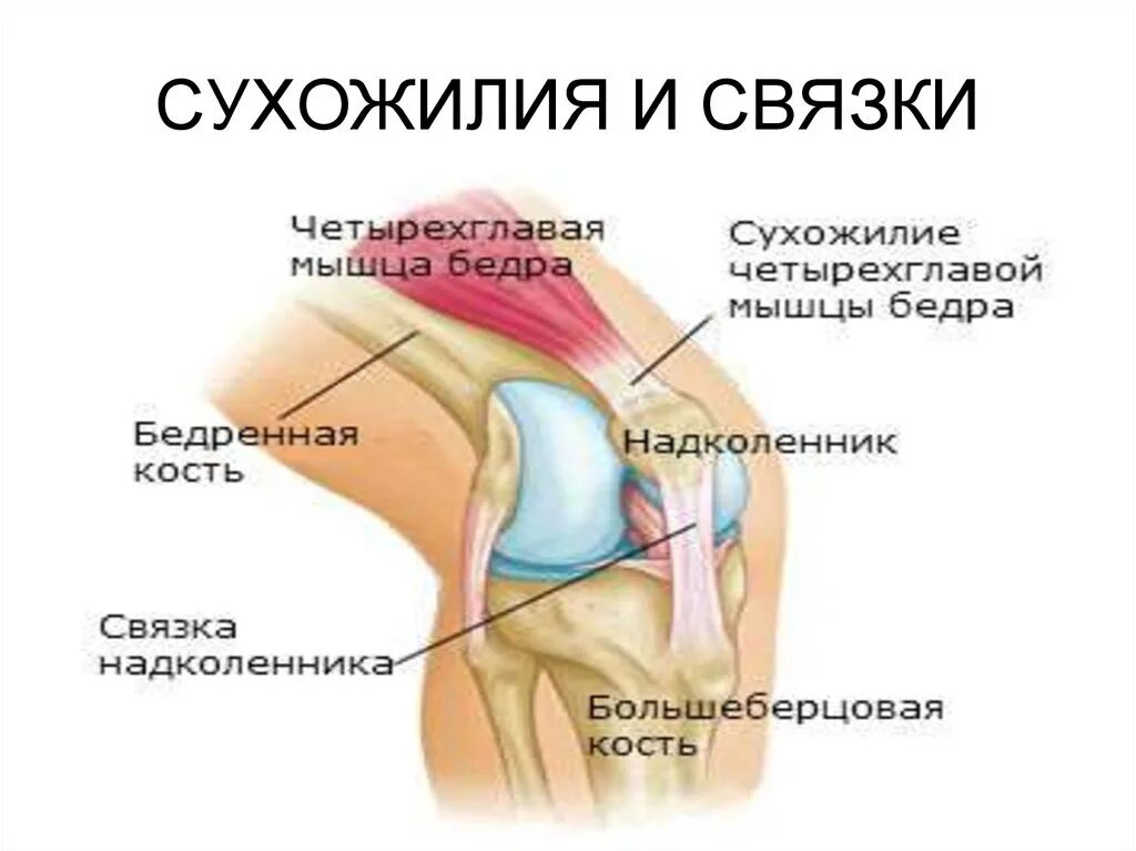 Связки и сухожилия разминка. Сухожилия коленного сустава анатомия. строение колена с мышцами и сухожилиями. строение связок колена. строение колена у человека с мышцами.