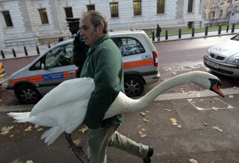 Смешной лебедь. Воруй гусей. Человек гусь. Украл гуся. Жесткий гусь.