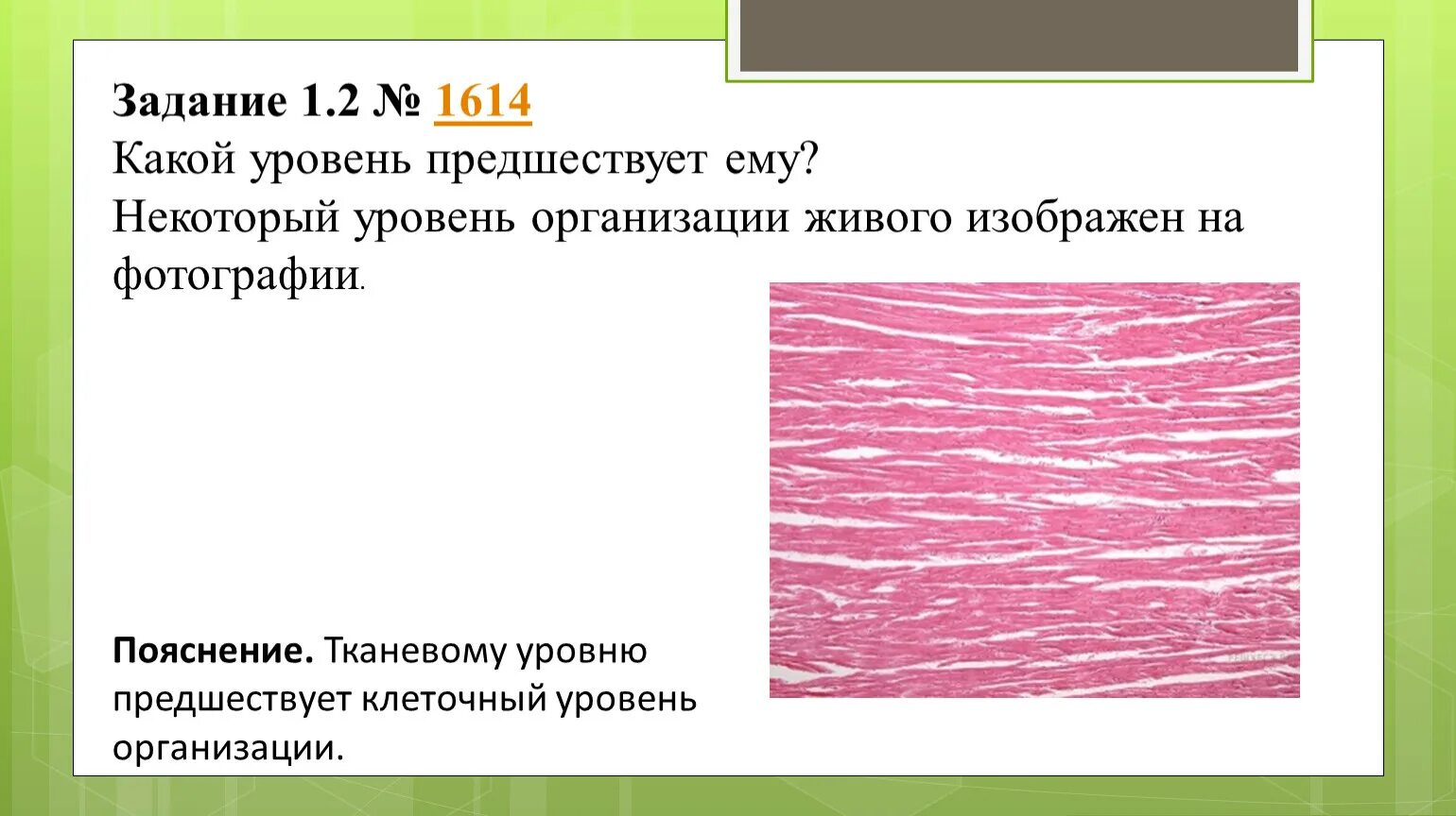 Какой уровень организации живого изображен на фотографии?. Тканевый уровень организации. Какой уровень организации живого. Уровень организации живого Изобра.