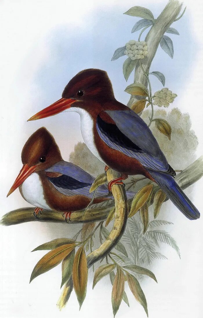 ибис птица таиланд. азиатские птички. птицы азиатских джунглей. Garrulus lanceolatus. птица.