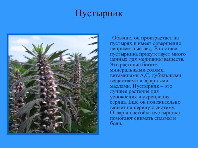 Пустырник окружающий мир 2 класс