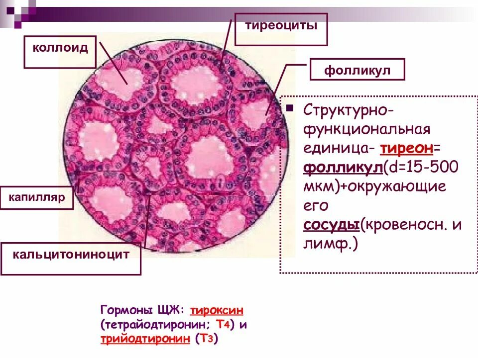 Гормоны гистология. Тироциты щитовидной железы гистология. строение щитовидной железы гистология. строение фолликула щитовидной железы. тироциты щитовидной железы строение.
