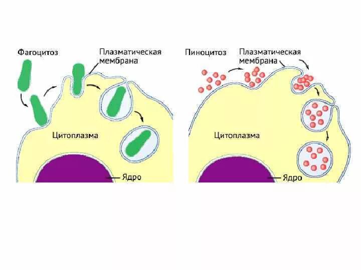Пиноцитоз является функцией. Фагоцитоз и пиноцитоз в мембране. фагоцитоз мембрана строение. схема эндоцитоз пиноцитоз. схема фагоцитоза клетки.