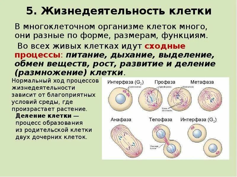 Назовите уровни организации многоклеточного организма. Жизнедеятельности клетки 5 класс биология процессы дыхания. Процессы жизнедеятельности клетки 5 класс деление клетки. Жизнедеятельность клетки питание дыхание рост. Жизнедеятельность клетки размножение.