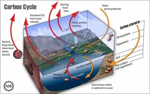 Carbon plants