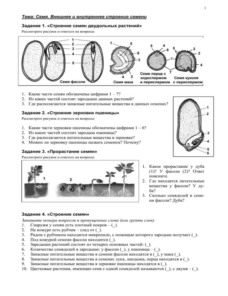 Лабораторная работа биология 6 класс фасоль. Лабораторная по биологии 6 класс строение семян. Лабораторная строение семян двудольных растений 6 класс. Лаб раб по биологии 6 кл строение семян. Лабораторная работа на тему строение семян двудольных растений.