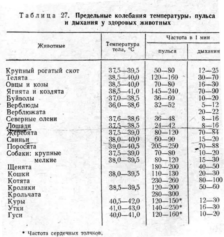 Нормальная температура тела у кошек. Норма температуры у кошек. Показатели температуры дыхания пульс у КРС. Температура тела у животных в норме.