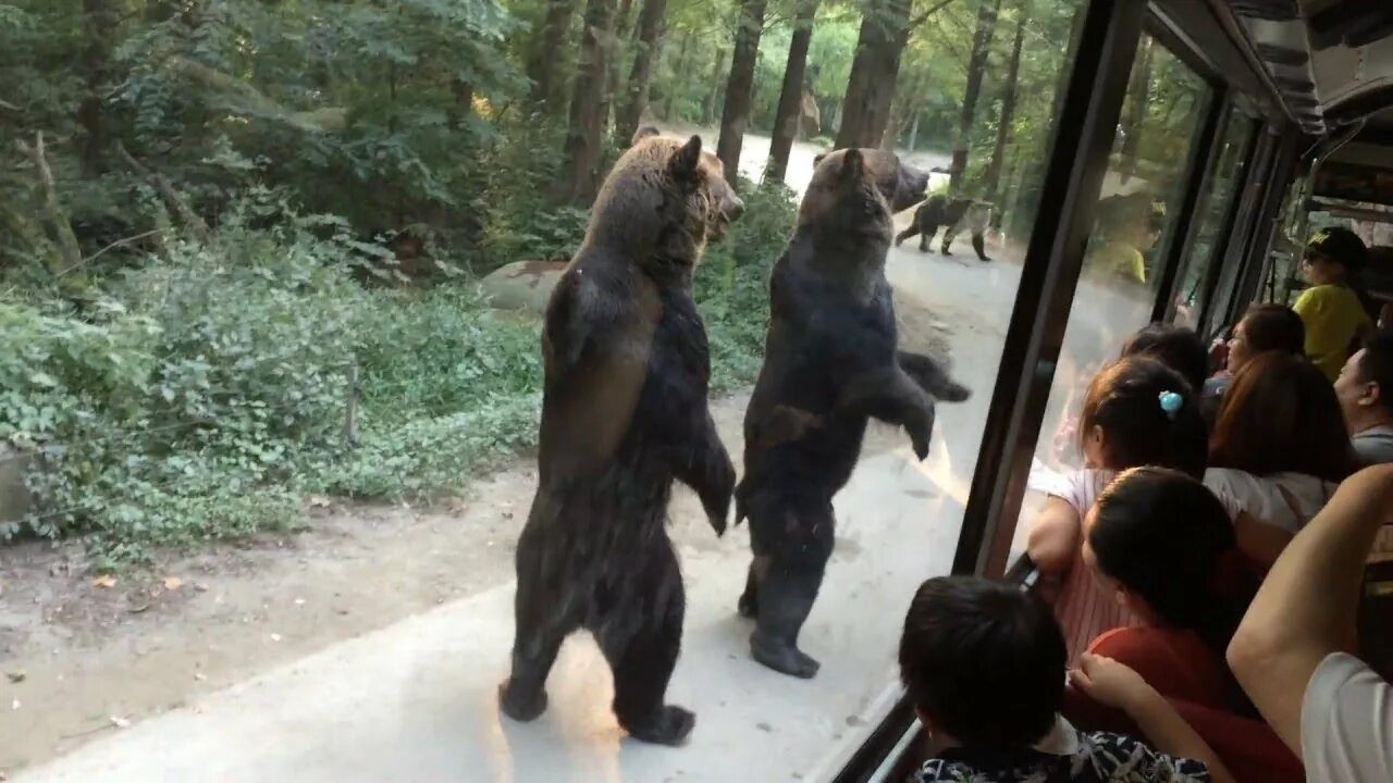 Bears walk