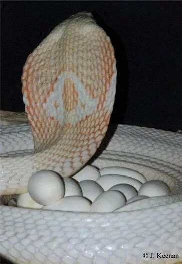 Python egg