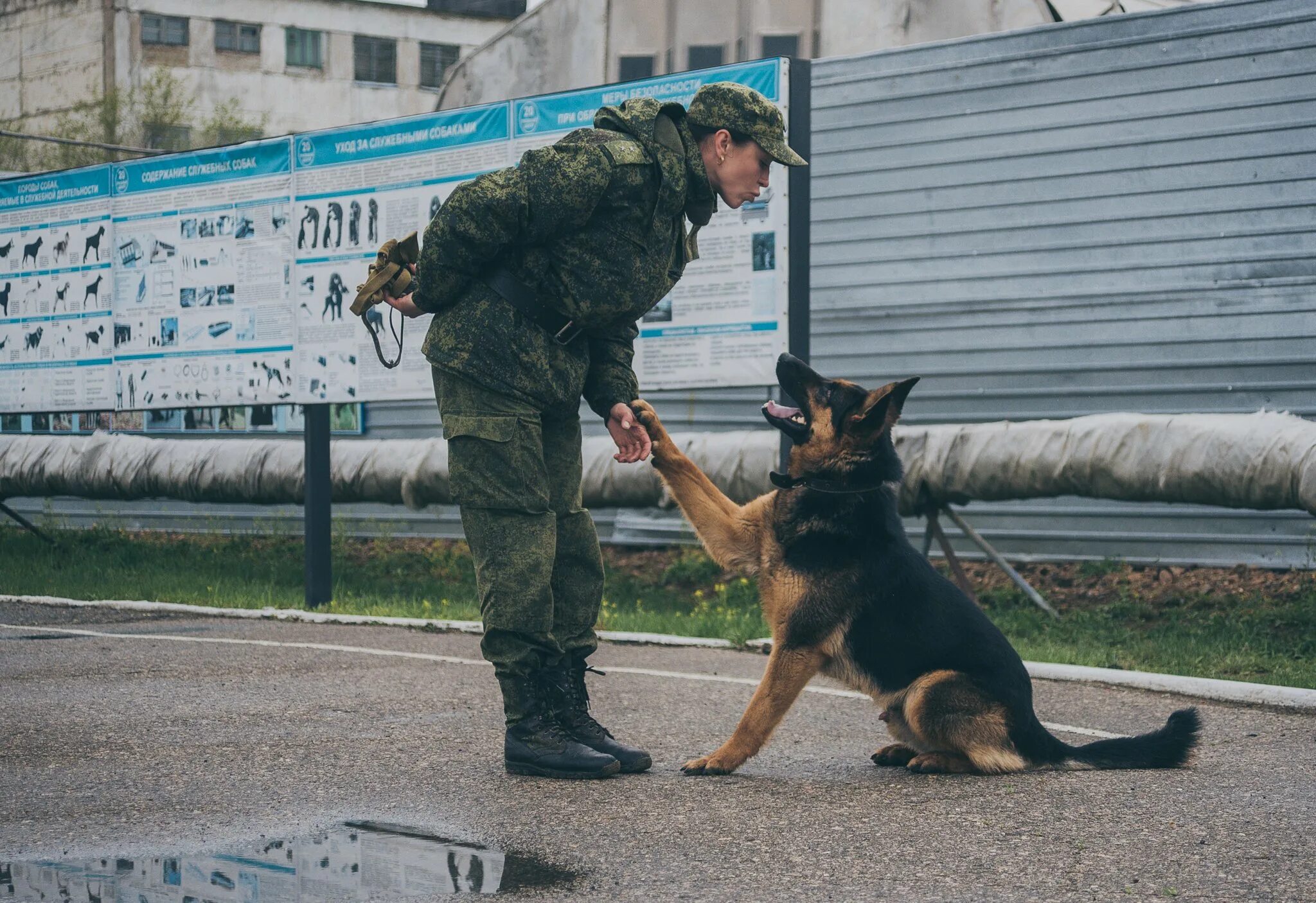 Вожатый служебных собак погранвойск. Немецкая овчарка пограничник. Погранвойска немецкая овчарка. Пограничные войска кинолог. Можно ли с собакой на избирательный участок