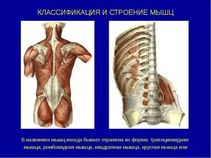 Противоположные мышцы