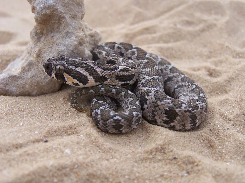 Гадюка цефа (vipera palaestinae). Палестинская гадюка вернера. Палестинская гадюка вернера. Палестинская гадюка вернера. Гадюка цефа (vipera palaestinae).